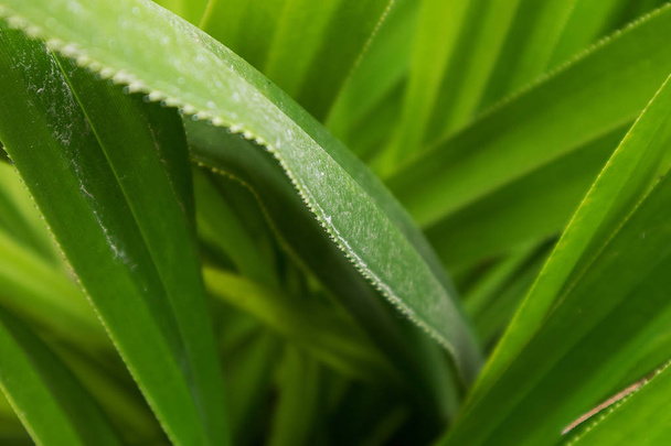 Palm leaf, extreme close up, texture. - Foto, Imagem