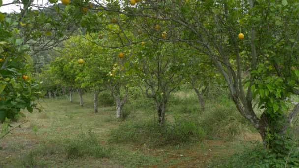 pomarańczowe drzewa w sadzie - Materiał filmowy, wideo