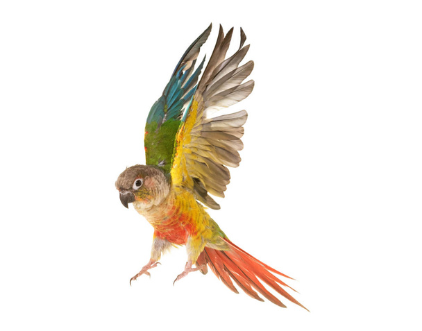 Зеленощёкий попугай в студии
 - Фото, изображение