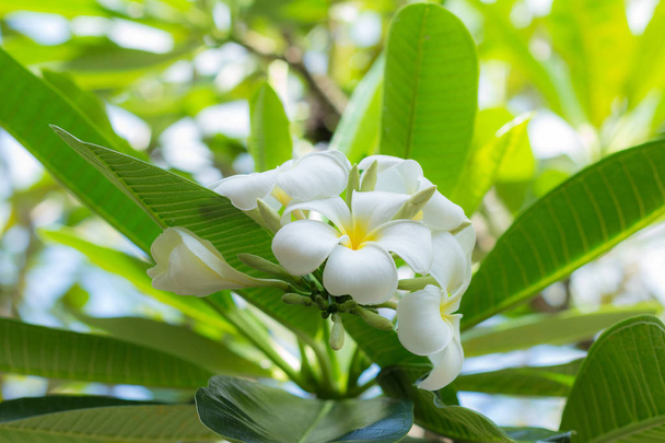 Flores de Plumeria Blanca
 - Foto, imagen