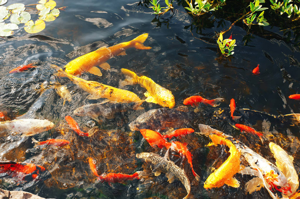 Bunte Zierfische schwimmen in einem künstlichen Teich, Blick von oben - Foto, Bild