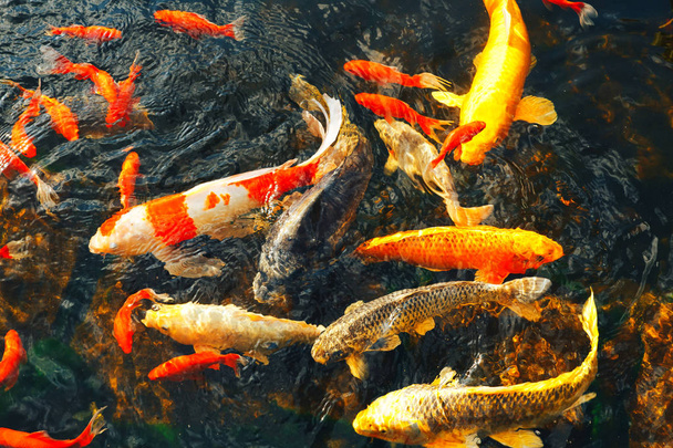 Kolorowe ozdobne ryby pływają w sztucznym stawie, widok z góry - Zdjęcie, obraz