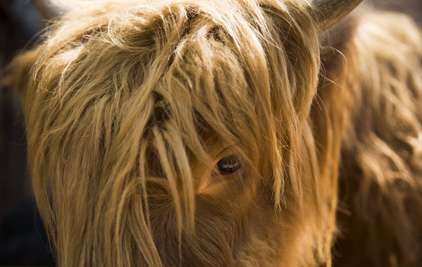 Κοντινό πλάνο του μια αγελάδα με μακριά καστανόξανθα μαλλιά  - Φωτογραφία, εικόνα