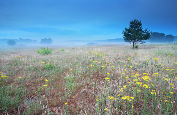 arnica flowers on hill in morning - Photo, Image