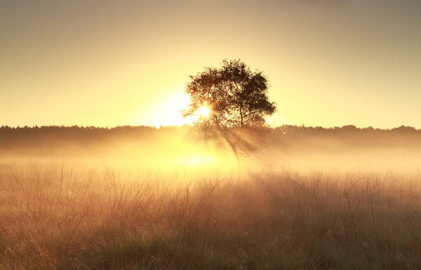 árvore em névoa ao nascer do sol
 - Foto, Imagem