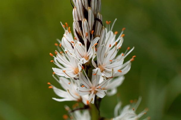 Asphodel blanc (Asphodelus albus)
) - Photo, image