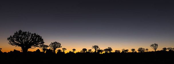 Silhouettes at sunset of quiver trees and rocks at Garas - Photo, Image