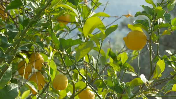 Zitronen am Baum angebaut - Filmmaterial, Video