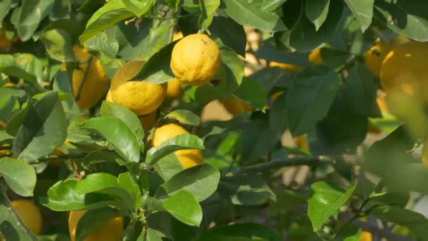 Lemons on Tree - Footage, Video