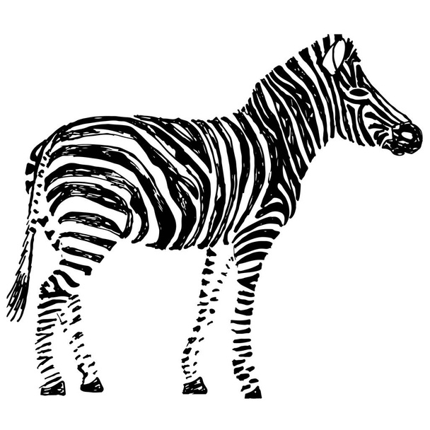 Zebra hand drawn. Object isolated on white. - Vector, Image