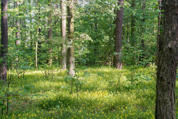 deciduous summer forest - Fotoğraf, Görsel
