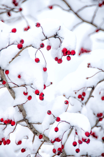 Ягоды боярышника под снегом
 - Фото, изображение
