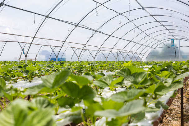 Wzrostu przemysłowego truskawek, wiersz hydroponicznych truskawki w plantacji, świeże truskawki uprawiane w szklarniach, Strawberry fields, wewnątrz wewnątrz farmy truskawka, uprawy truskawek - Zdjęcie, obraz