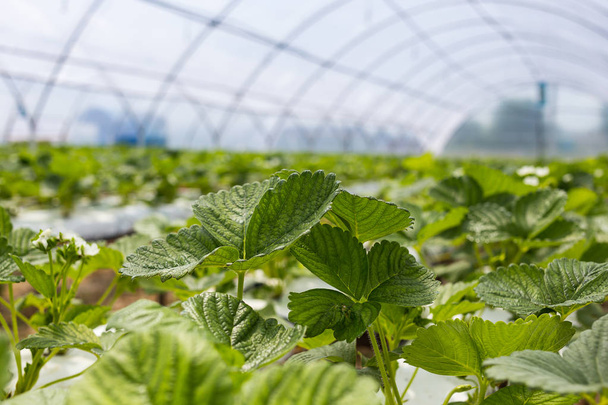 Wzrostu przemysłowego truskawek, wiersz hydroponicznych truskawki w plantacji, świeże truskawki uprawiane w szklarniach, Strawberry fields, wewnątrz wewnątrz farmy truskawka, uprawy truskawek - Zdjęcie, obraz
