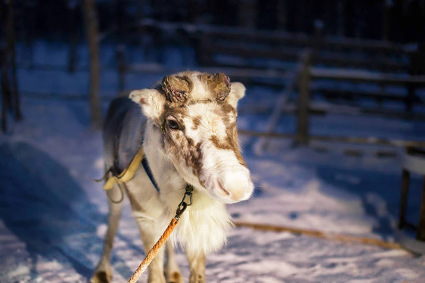 Sobí na farmě v Laponsku Severní Finsko noci posílil - Fotografie, Obrázek
