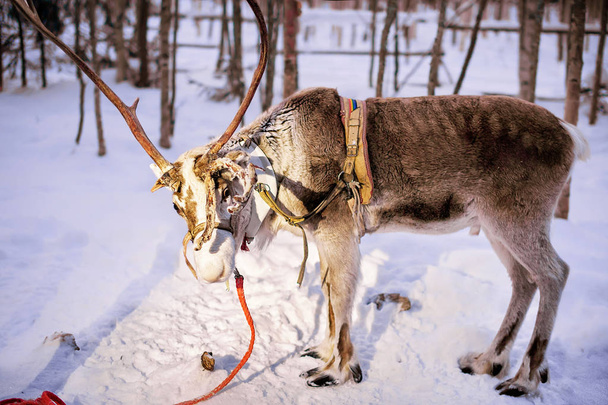 Reindeer at farm in Lapland Northern Finland evening - Photo, Image