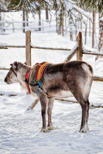 Τάρανδος στο αγρόκτημα του χειμώνα Βόρεια Φινλανδία Λαπωνία - Φωτογραφία, εικόνα