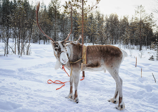 Reindeer on winter farm in Lapland Northern Finland - Photo, Image