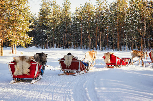 Reindeer sleigh safari with people forest Lapland Northern Finland - Photo, Image