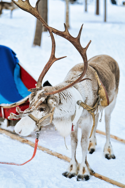 Renifer z sanek w Las Zima w północnej Finlandii Laponia - Zdjęcie, obraz