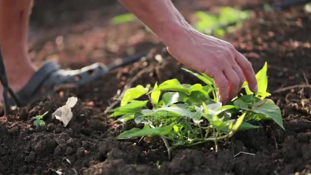 Agricultor con campo de deshierbe de azada con crecimiento joven de batata en granja orgánica
 - Imágenes, Vídeo