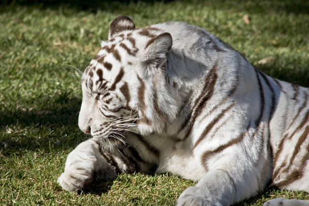 Tigre bianca da vicino
 - Foto, immagini