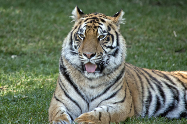 tijger close-up - Foto, afbeelding
