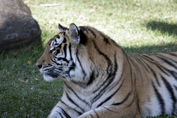 Тигр крупним планом
 - Фото, зображення