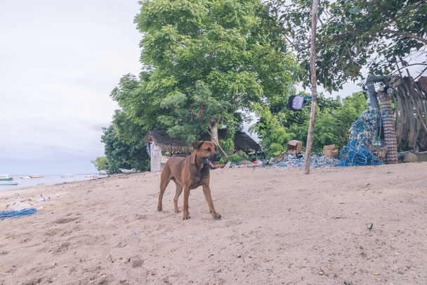 Street dogs playing on the beach of Nusa Lembongan island, Bali, Indonesia. - Φωτογραφία, εικόνα