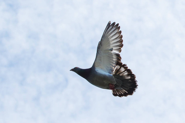 ala voladora de la paloma mensajera contra el cielo blanco
 - Foto, Imagen