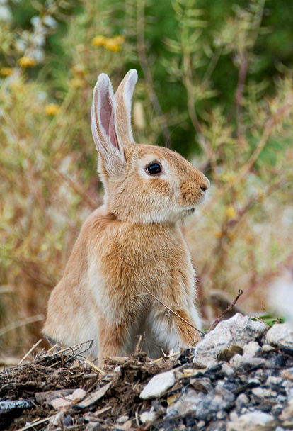 rabbit with big ears portrait - Photo, Image