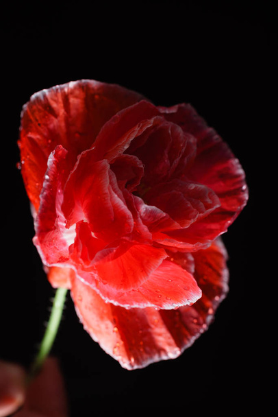 red and white poppy flower - Фото, зображення