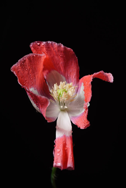 red and white poppy flower - Foto, afbeelding