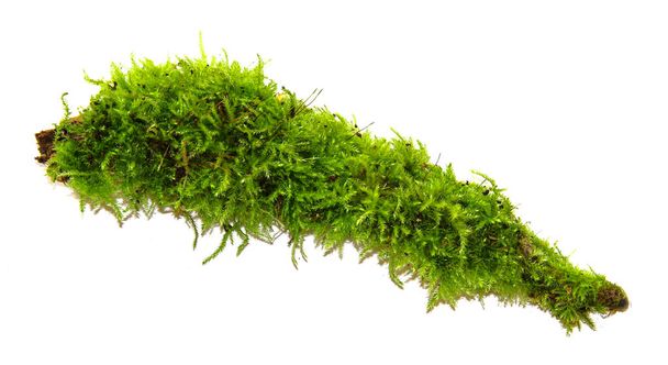 Згусток зеленого моху ізольовано на білому тлі
 - Фото, зображення