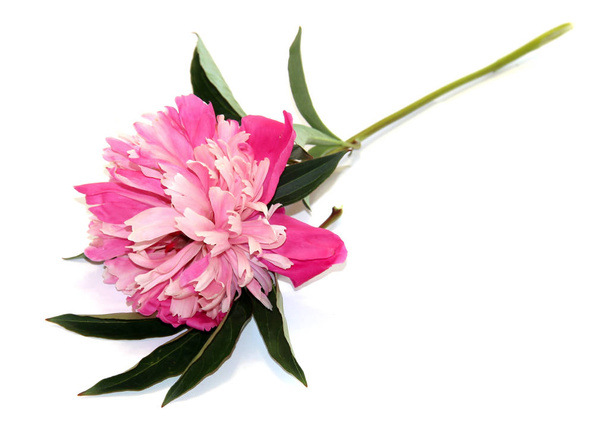 Pink peony fresh flowers isolated  - Foto, Bild
