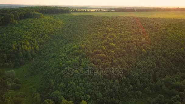 Flight above the green forest - Πλάνα, βίντεο