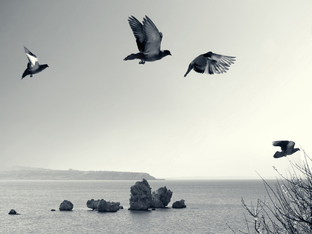 Flying birds - Photo, Image
