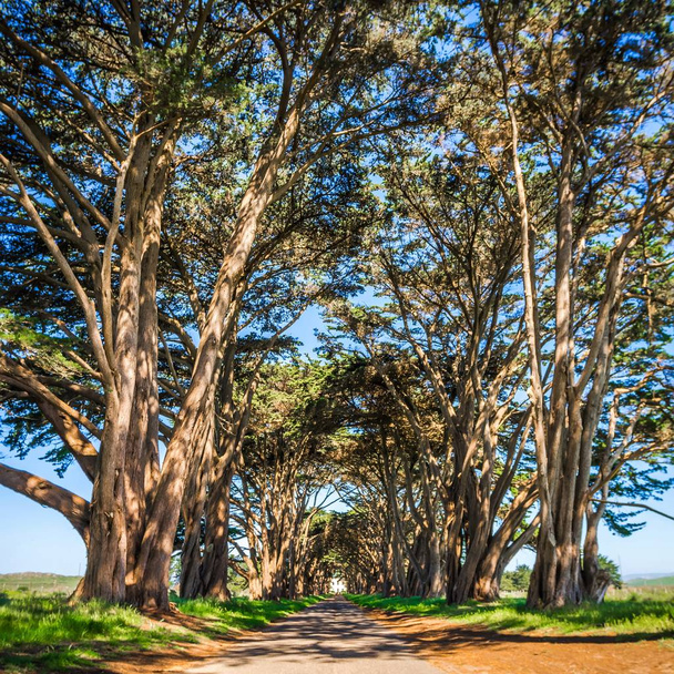 túnel del árbol de cipres en el punto reyes costa nacional
 - Foto, Imagen