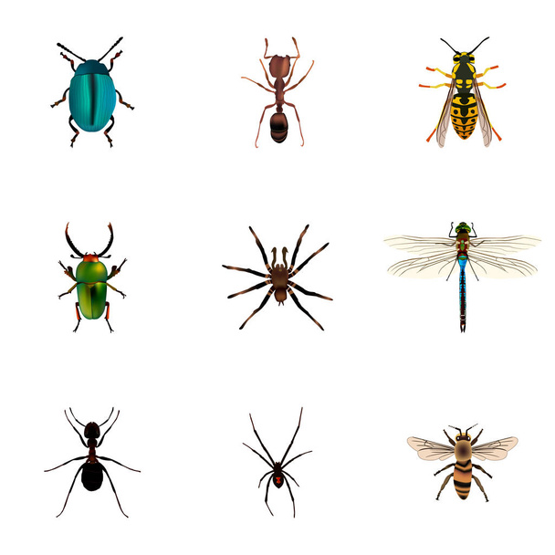 Arácnido realista, abeja, insectos y otros elementos vectoriales. El sistema de símbolos realistas del insecto también incluye Wisp, insecto, objetos verdes
. - Vector, imagen