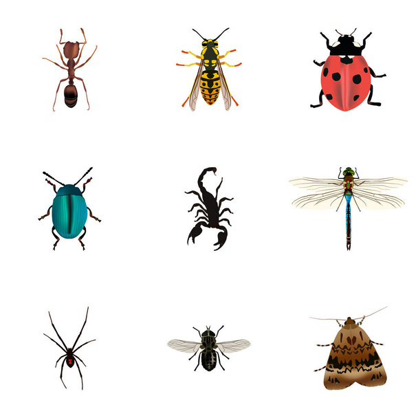 Realistic Bee, Midge, Emmet And Other Vector Elements. Set Of Bug Realistic Symbols Also Includes Spinner, Scorpion, Blue Objects. - Vector, Image