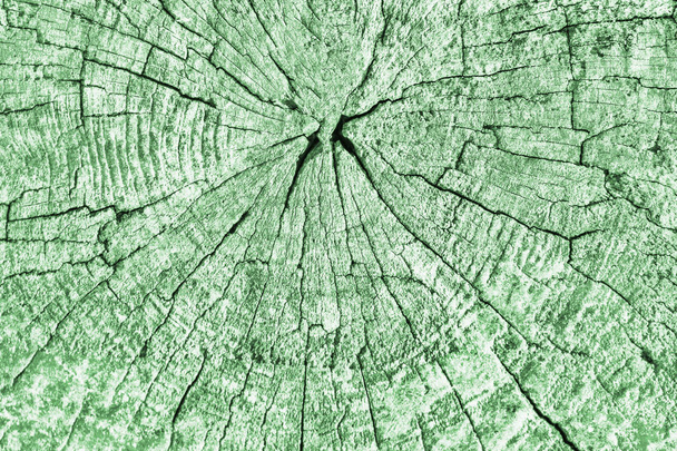 Starzy wyblakły pęknięty Rotten Stump górnej powierzchni Kelly Green Grunge tekstury - Zdjęcie, obraz