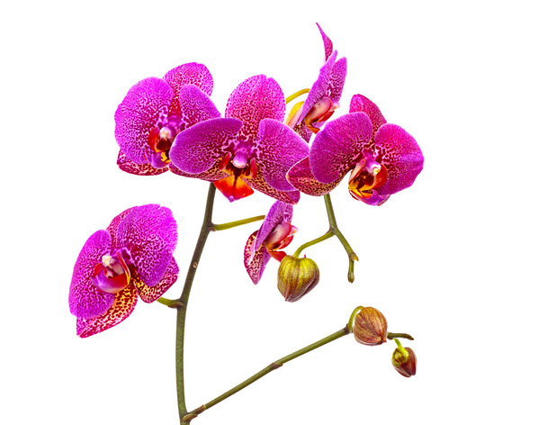 Violet orchid isolated - Photo, Image