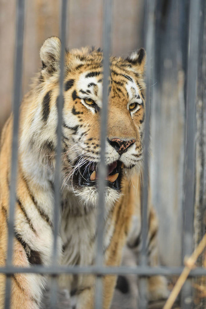 Великий тигр лежить на газоні
 - Фото, зображення