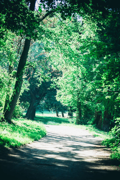Road in the forest park in the spring - Foto, imagen