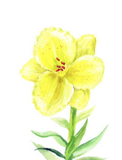 yellow Lilium illustration - Photo, Image
