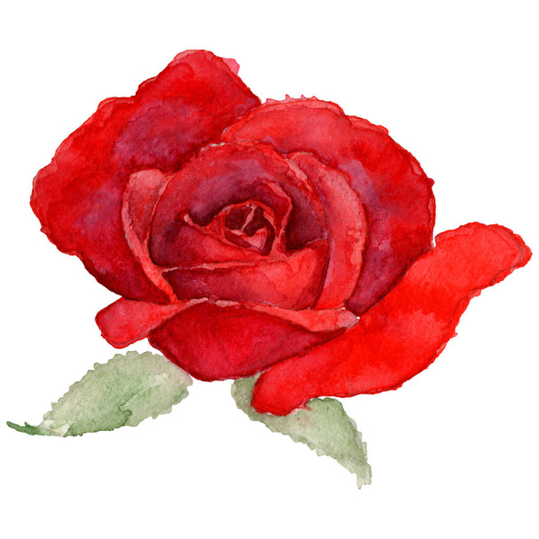 Flor silvestre rosa flor en un estilo de acuarela aislado
. - Foto, imagen