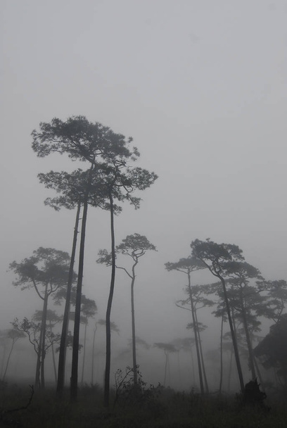 çam ağacı orman sis içinde - Fotoğraf, Görsel