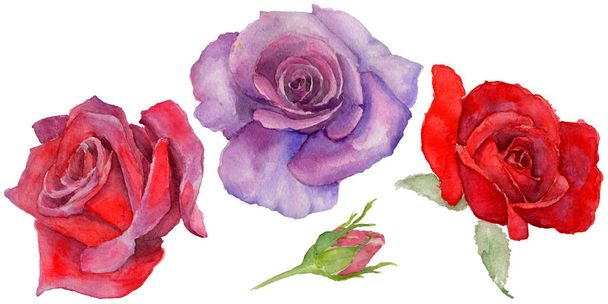 Wildflower rosa λουλούδι σε στυλ υδροχρώματος απομονωμένες. - Φωτογραφία, εικόνα
