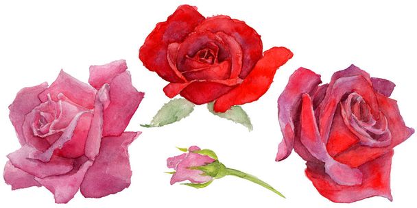 Vadvirág rosa virág elszigetelt akvarell stílusú. - Fotó, kép