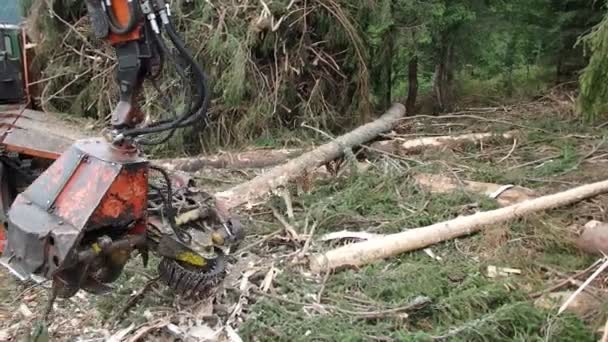 View on modern logger processing tree, Timber harvesting, - Footage, Video